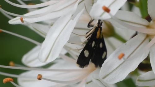 Anania funebris